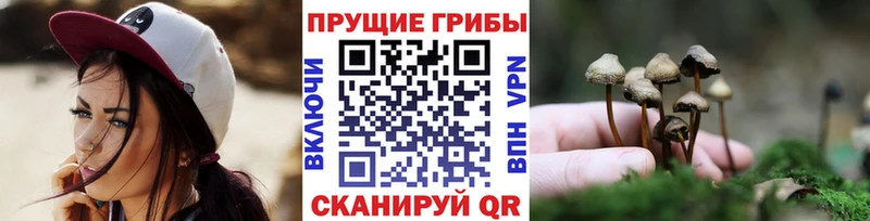 Купить закладки  Апатиты  Псилоцибиновые грибы Psilocybine cubensis 